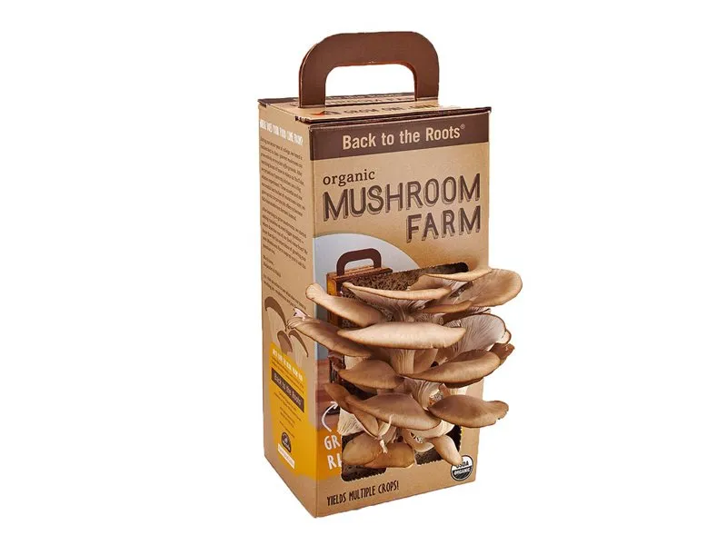 Custom-Mushroom-kit-Boxes