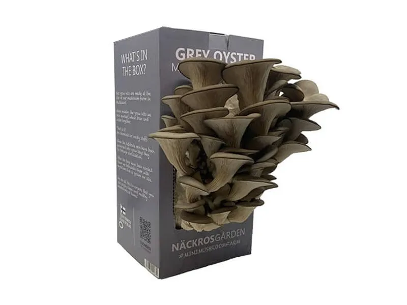 Mushroom-kit-Boxes-design